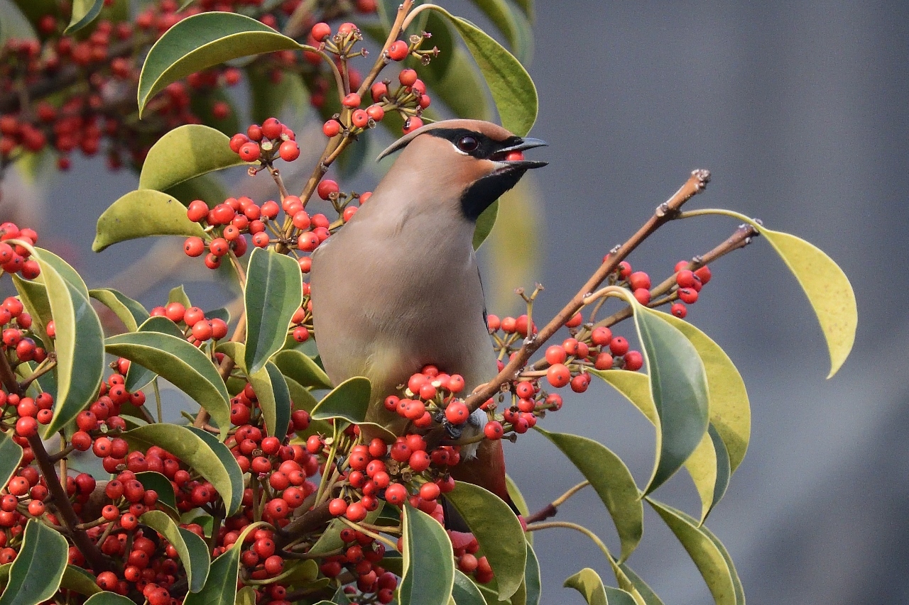 赤い実: 平塚じん