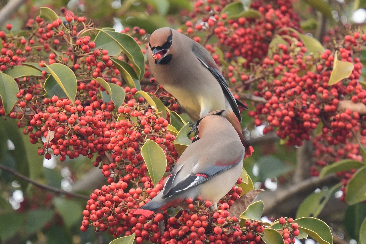 赤い実: 平塚じん
