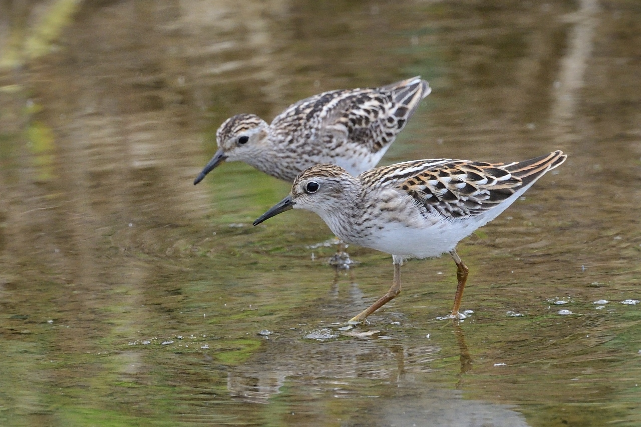 ヒツジヒメ ヒメハマシギ - eBird