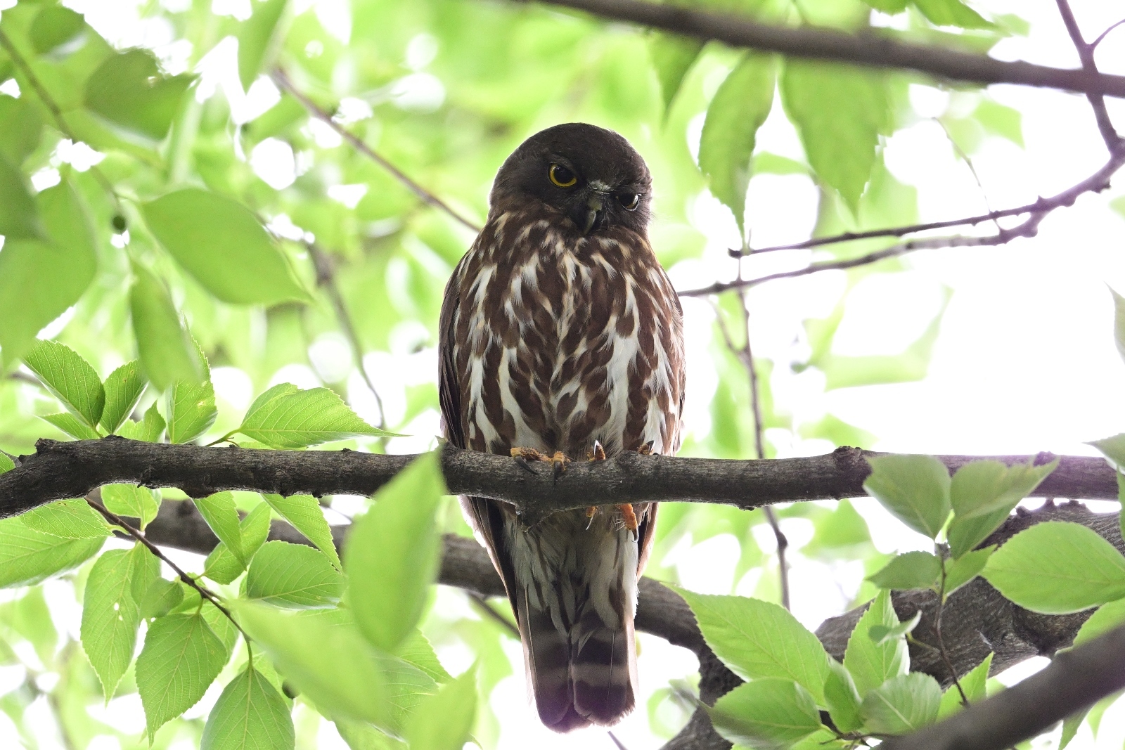 今年もアオバズク来る❢ 2024.6.2