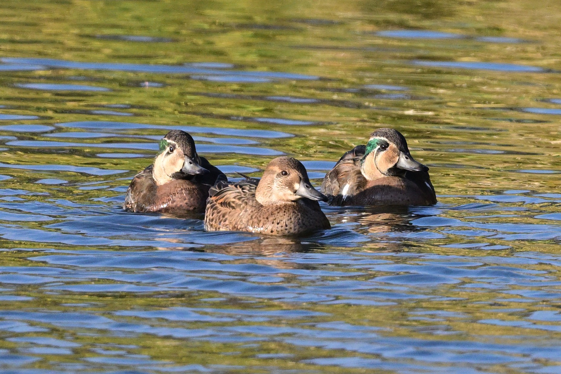 トモエガモ　剥製　カモ トモエガモ 剥製 カモ 2025年最新】鴨 剥製の人気アイテム - メルカリ