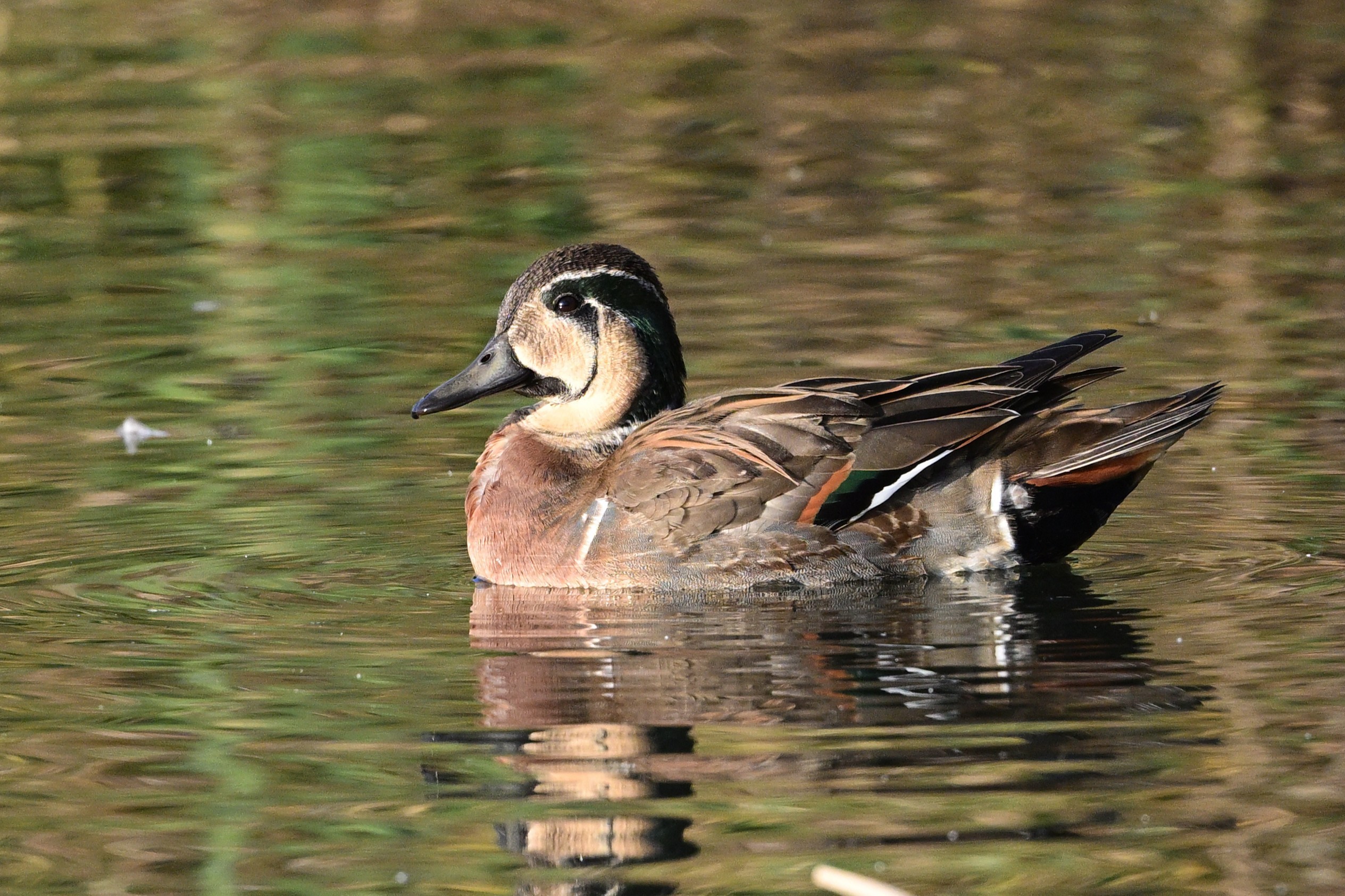 トモエガモ 剥製 カモ コガモ♂ 剥製 | アトリエ杉本