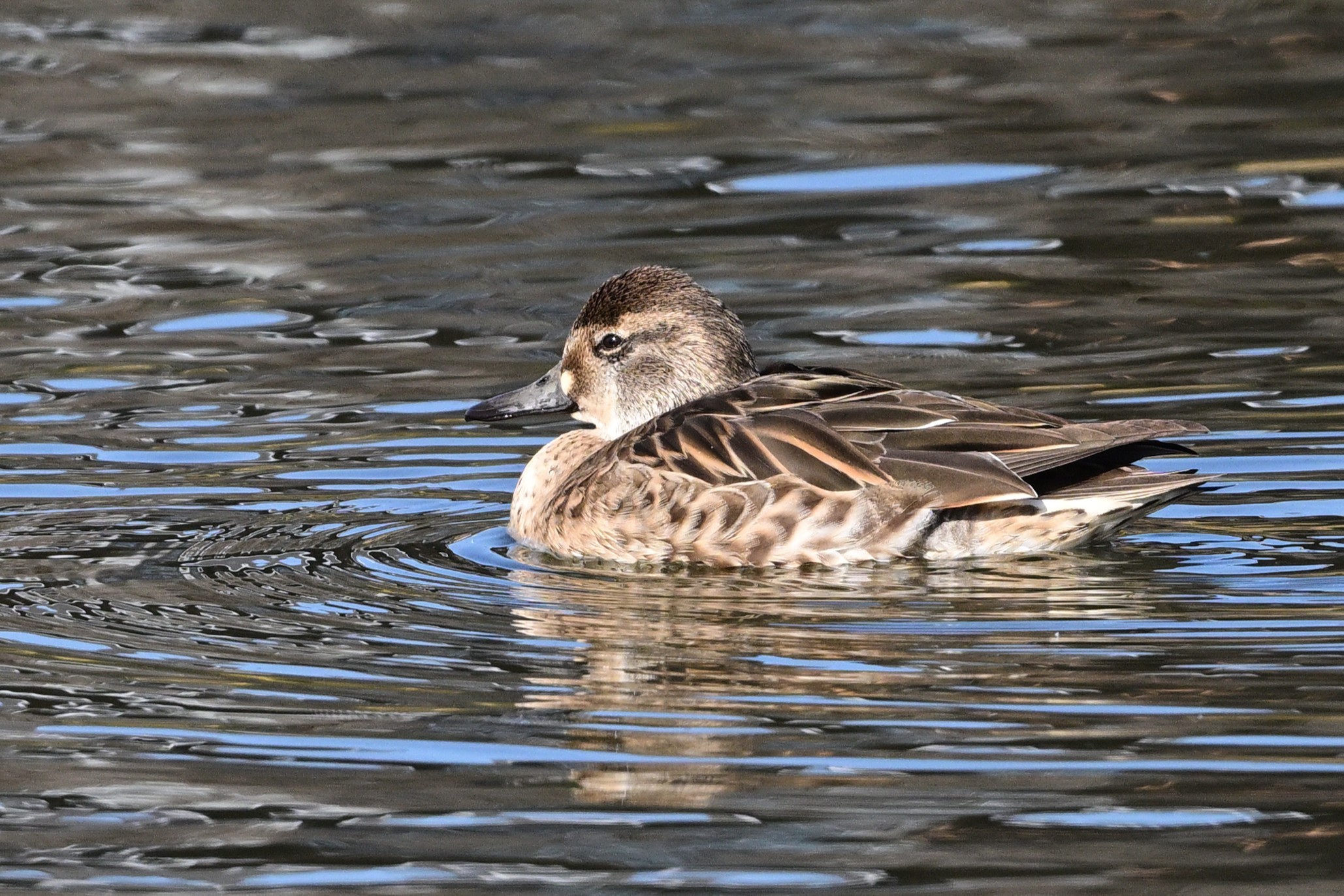 トモエガモ: 平塚じん